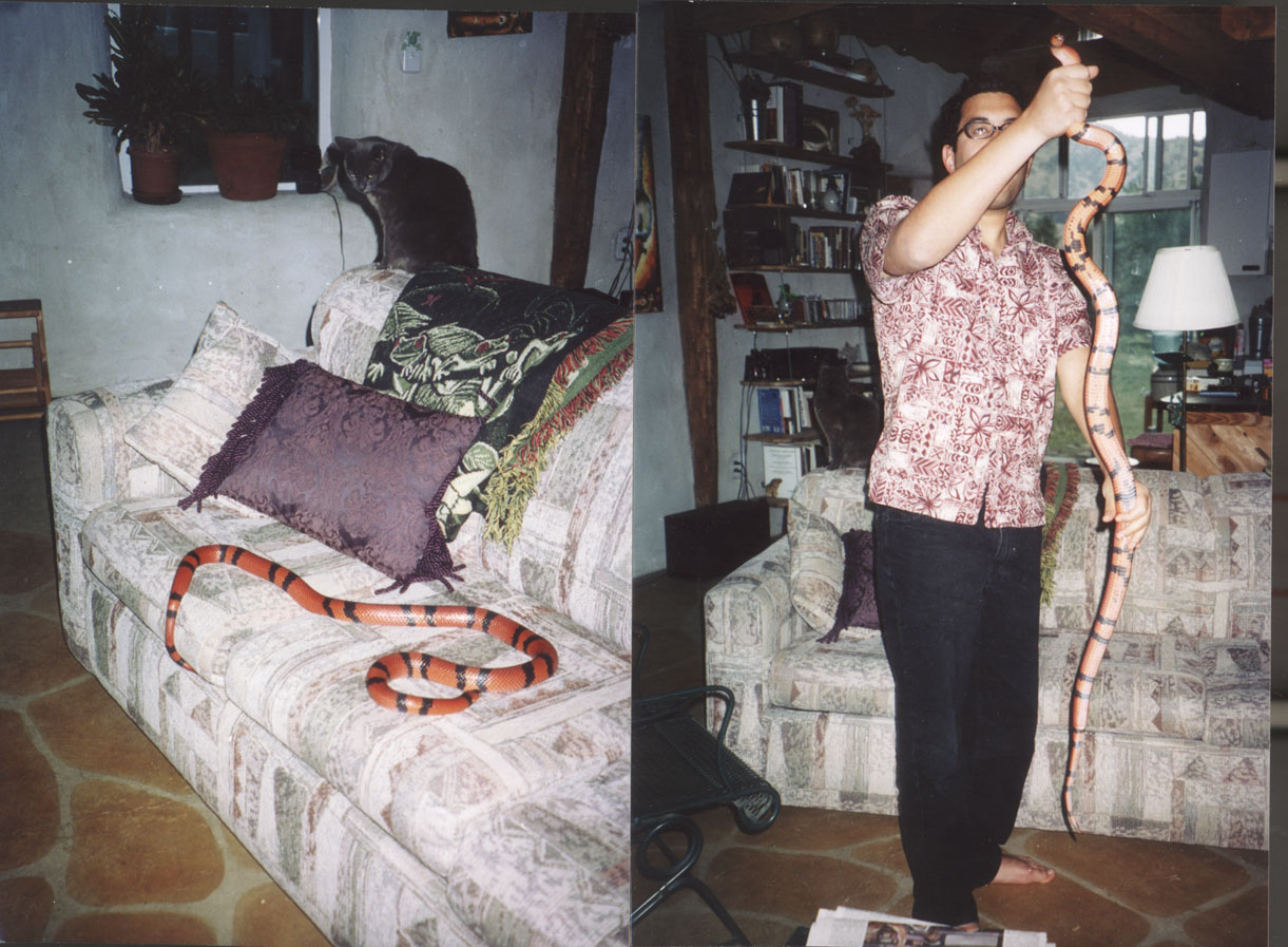 Female Honduran Milksnake (9 years old)