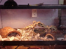My Habitat sans snake
