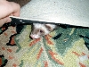 MJ peeks from the fold