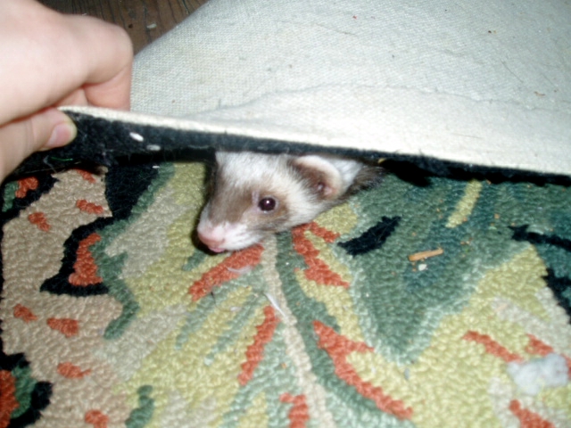 MJ peeks from the fold
