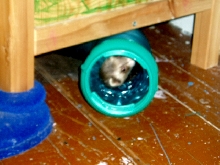 MJ peeks from the tube