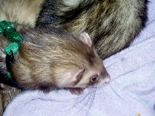 2 sleepy Ferrets
