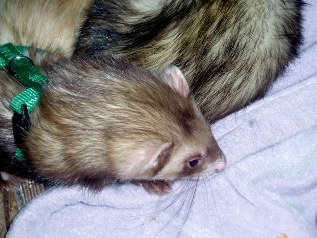 2 sleepy Ferrets