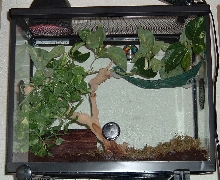 New Cage