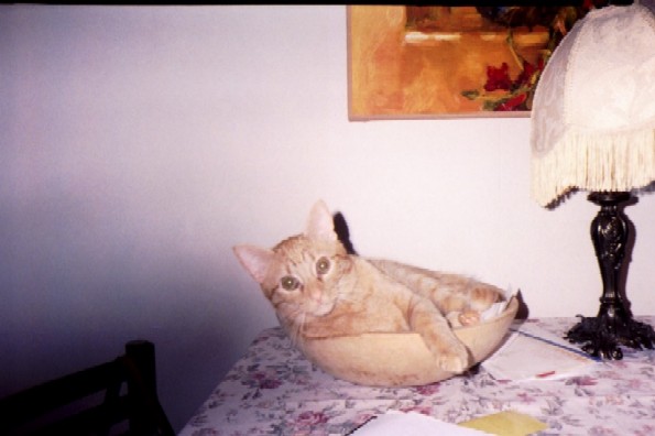 Zig in Bowl