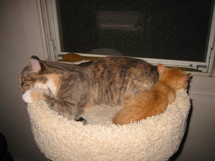 Mol&Zig_shared perch