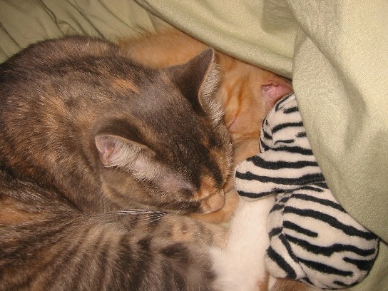 Mol&Zig_sleeping buddies