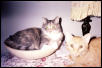 Bowl of Kitty