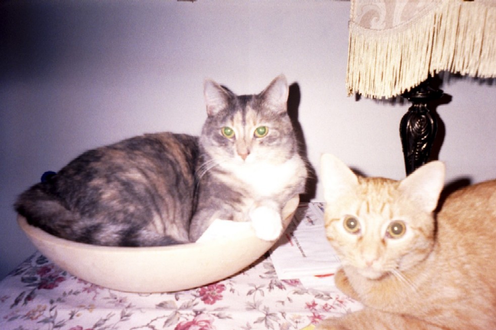 Bowl of Kitty