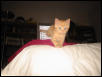 Ziggy_in flight