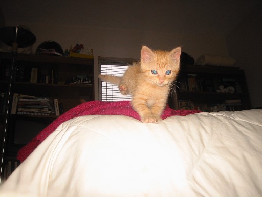 Ziggy_in flight