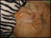 Zig sleeping