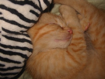 Zig sleeping