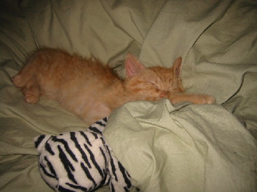 My cute Ziggy