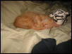 Cheese Curl