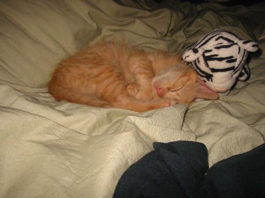 Cheese Curl
