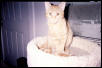Ziggy in perch