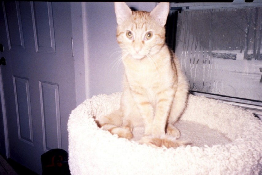 Ziggy in perch