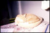 Bowl of Ziggy