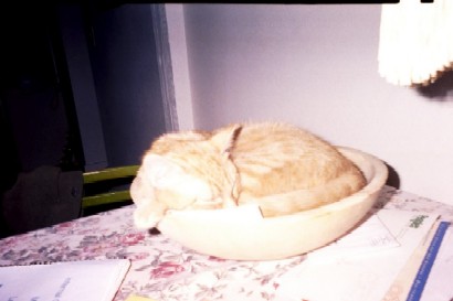 Bowl of Ziggy