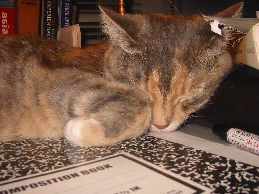 Molly on desk