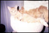 Zig with toy kitty