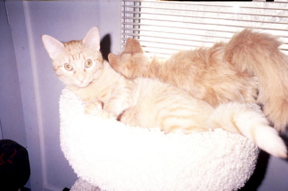 Zig with toy kitty