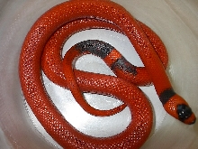 Patternless Honduran