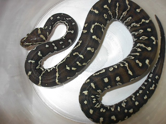 Male Angolan