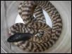 Male Black-head