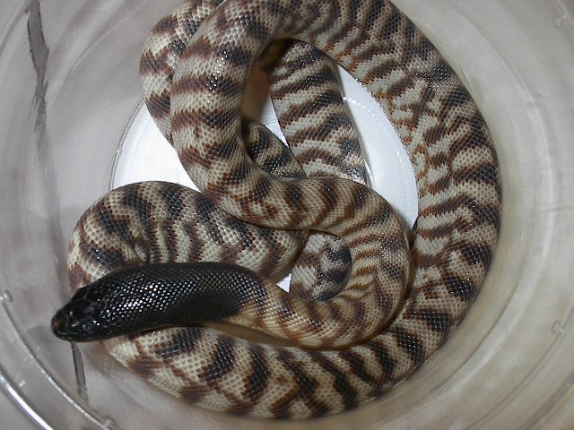 Male Black-head