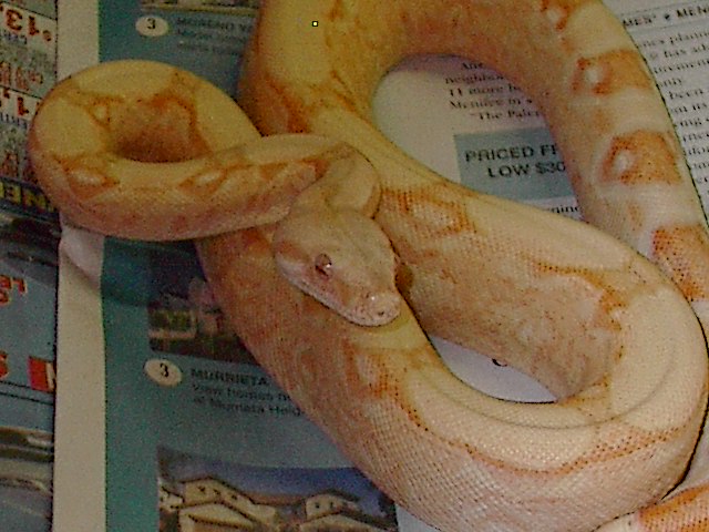 Coral Albino2