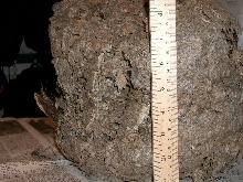 Wasp? nest