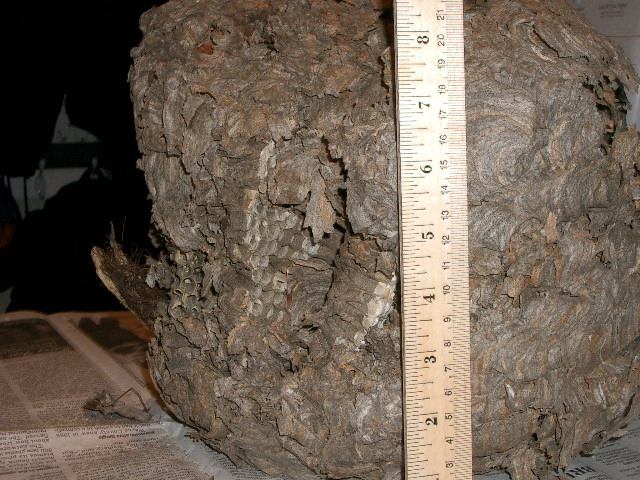 Wasp? nest
