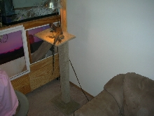 perch for iguana