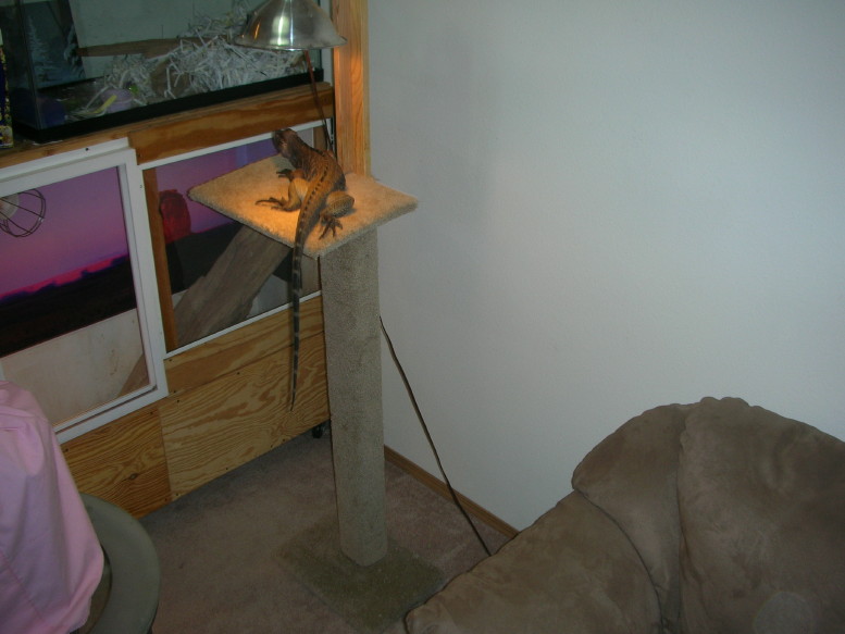 perch for iguana