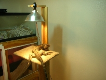 a different view of perch