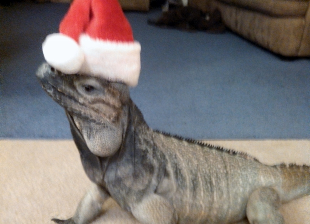 buddy wishes everyone a merry chrismas