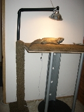 buddy's new perch