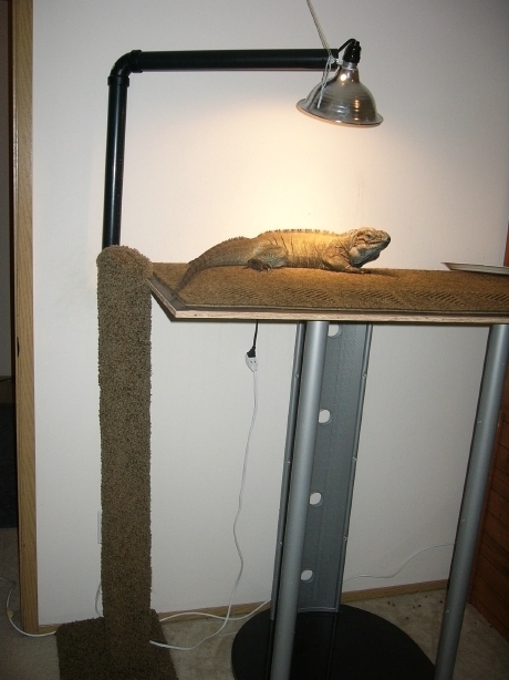 buddy's new perch