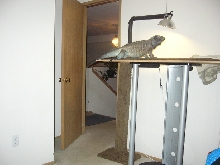 Iguana perch