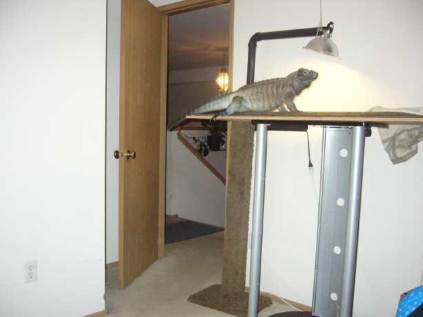 Iguana perch