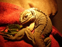 Taylor eating