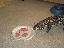 sandiego zoo diet