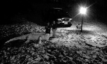 snow iguana