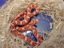 Candy Cane