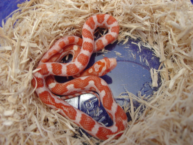 Candy Cane