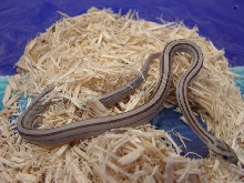 Striped Anery