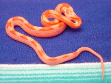 Motley Creamsicle