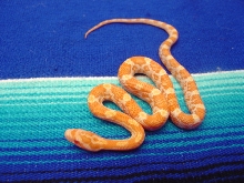 Creamsicle